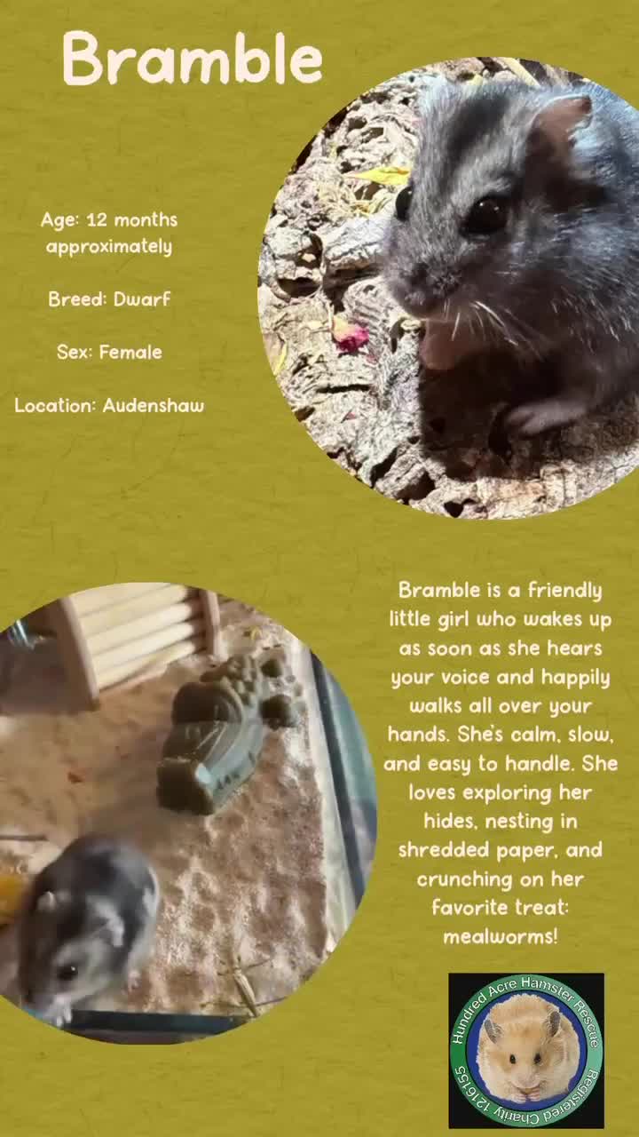 Hamster rodents for sale: Hamster  - Video 1