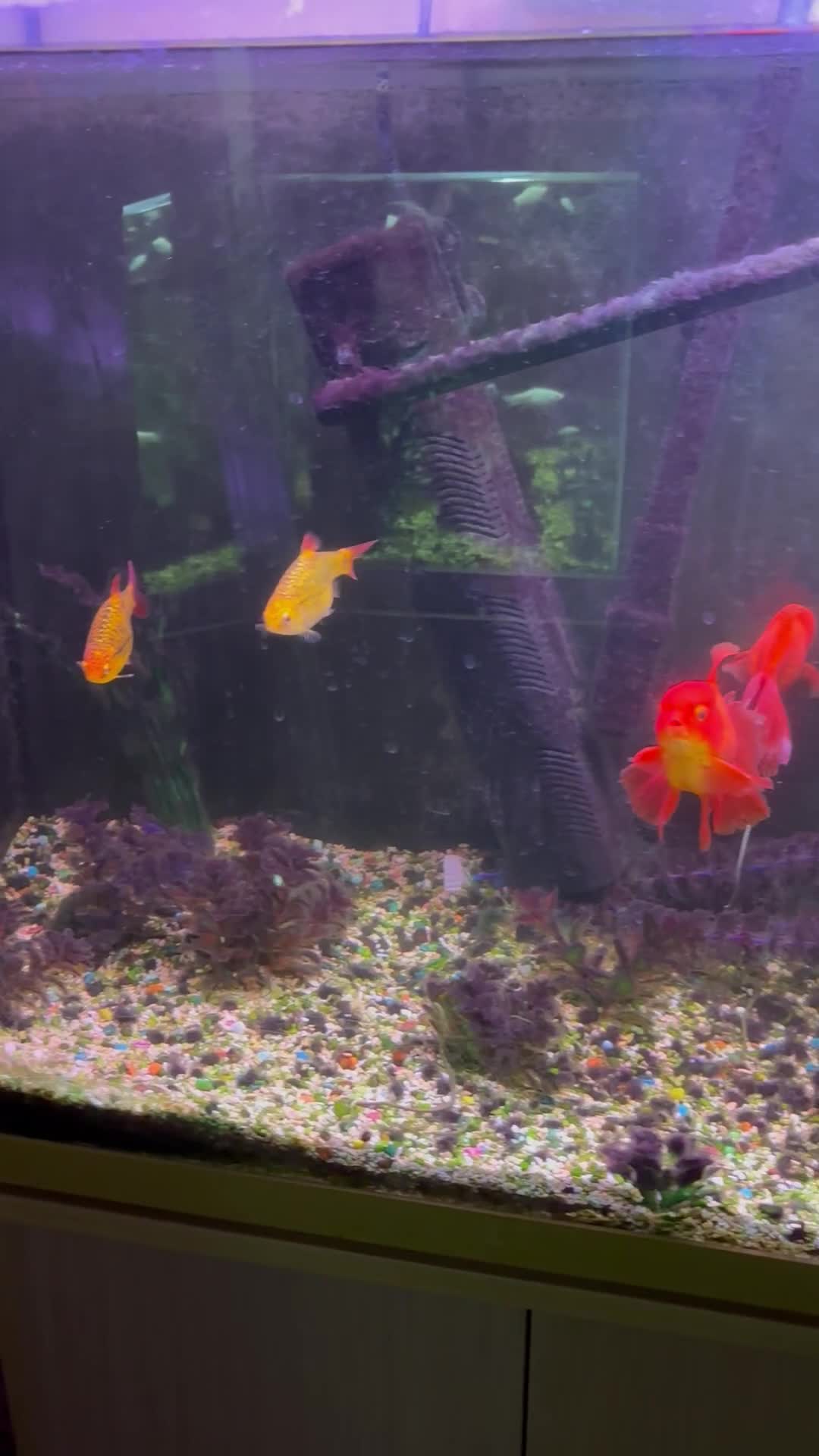 Fancy Goldfish fish for sale: Stocked cold water tank - Video 1