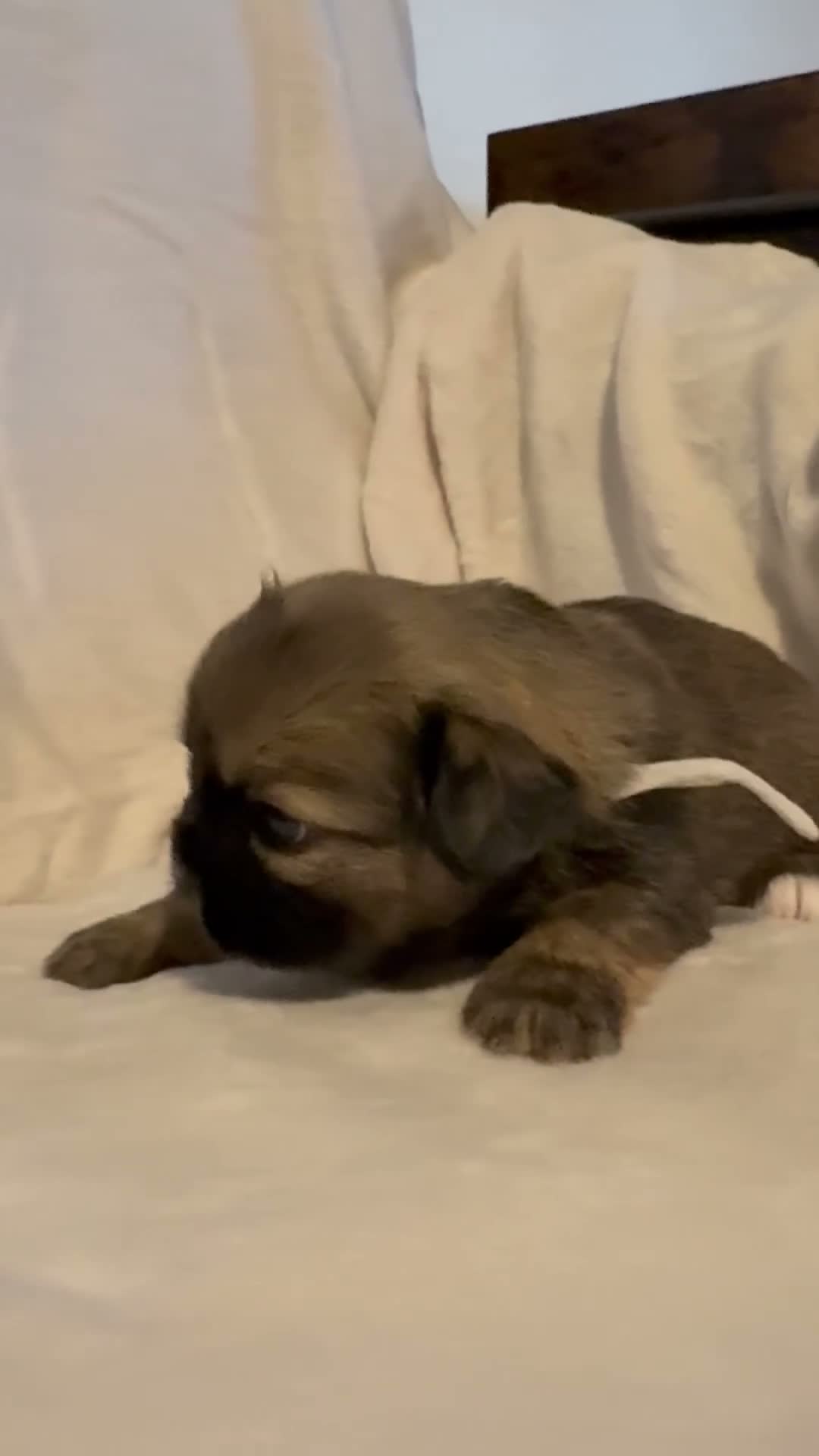 Mixed Breed dogs for sale: Beautiful chunky Lhaso Apso mix puppies - Video 1