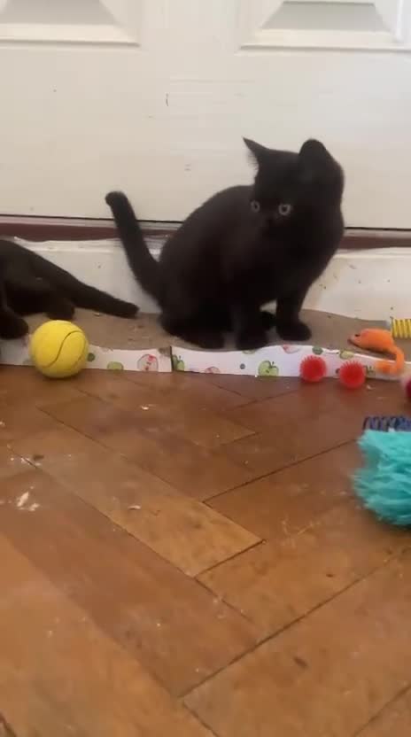 British Shorthair cats for sale: GCCF Black British Shorthair Kittens - Video 3
