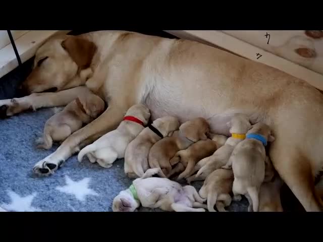 Labrador Retriever dogs for sale: ❗️REDUCED REDUCED READY TO GO❗️5 AVAILABLE in Cwmbran - Video 2