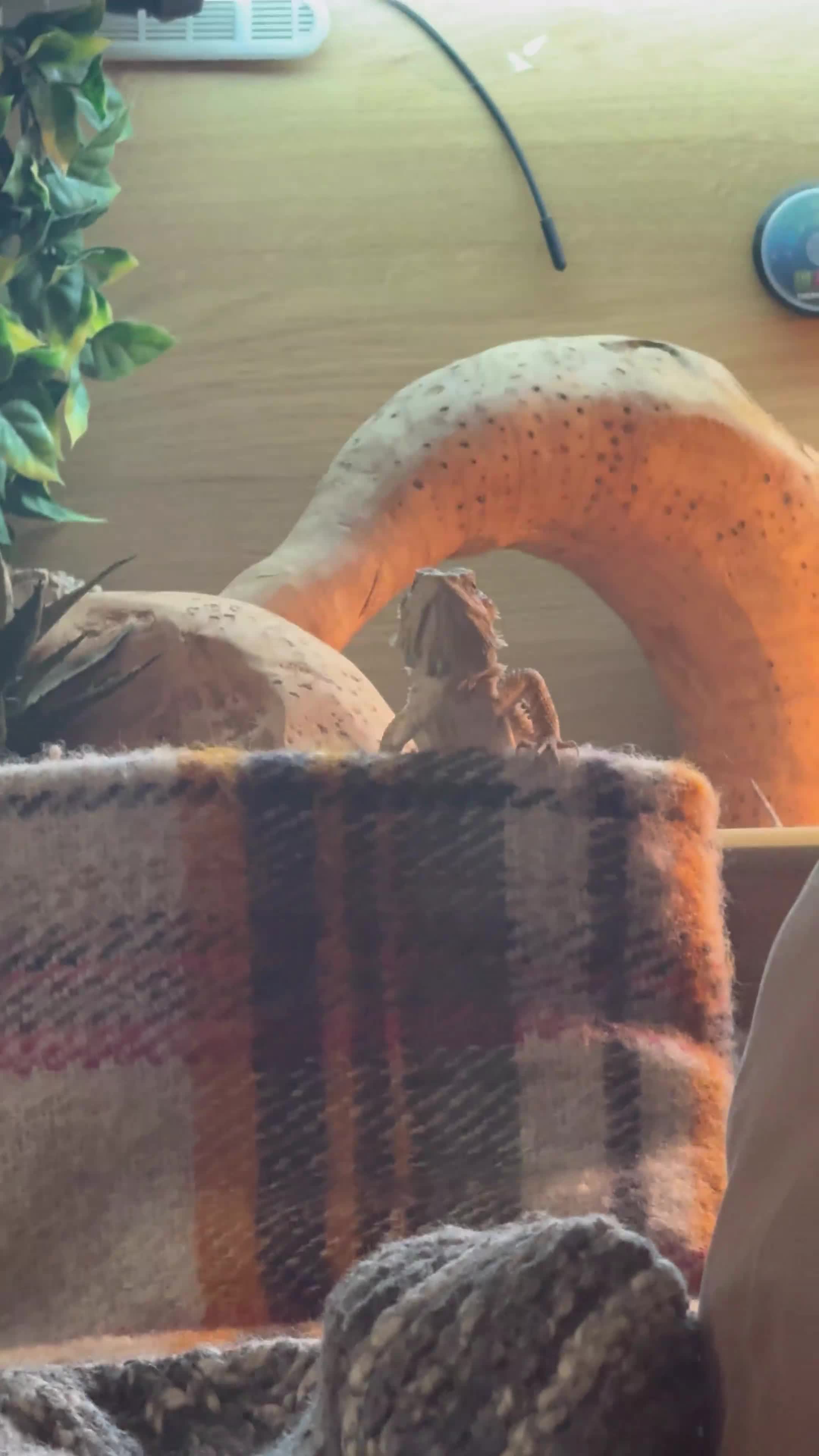 Bearded Dragon reptiles for sale: For Sale: Bearded Dragon with Complete Setup - Video 1