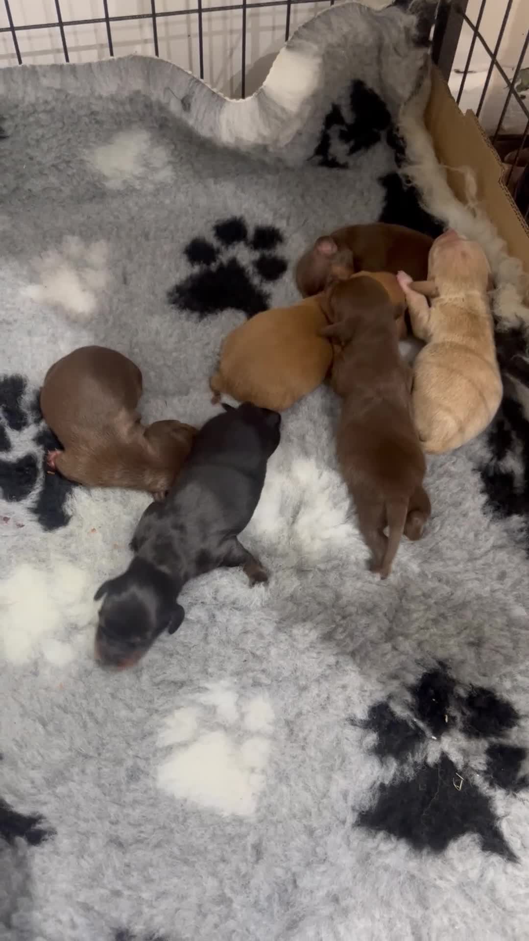Miniature Dachshund dogs for sale: KC Registered Miniature Dachshund puppies - Video 2