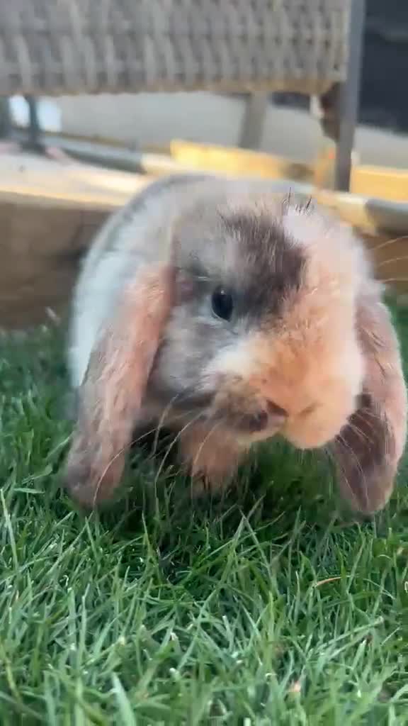 Mini Lion Lop rabbits for sale: lop x Lion head baby bunnies  - Video 1