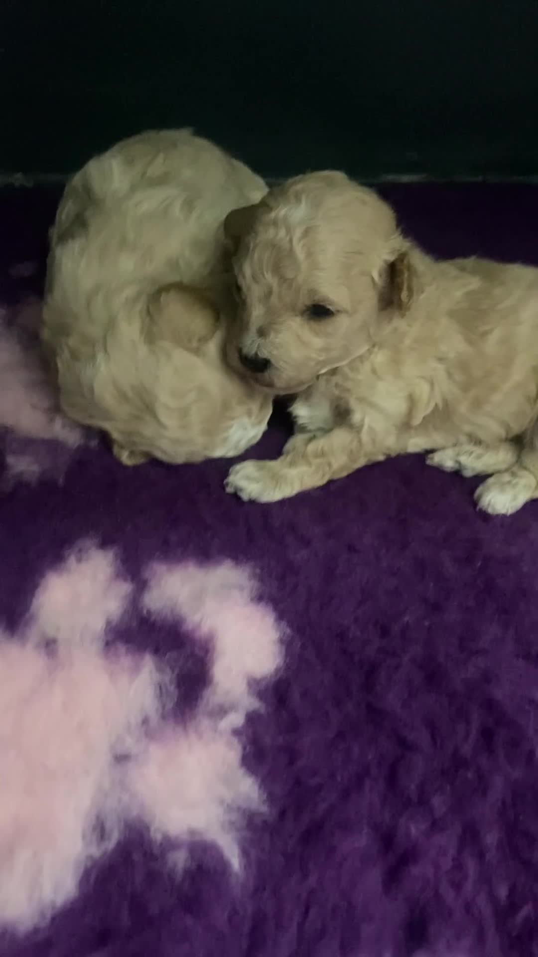 Poochon dogs for sale: F1 Tiny poochons,champion bloodline parents  - Video 1