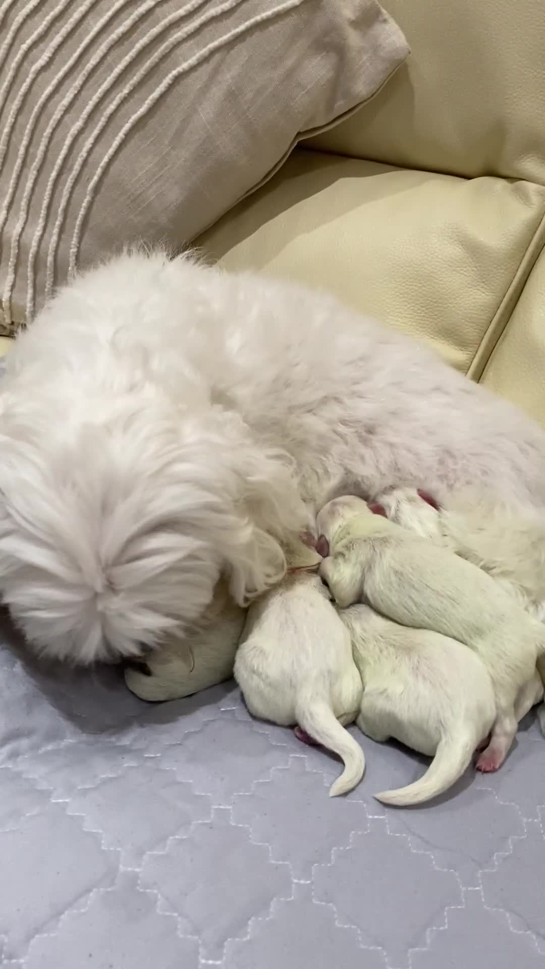 Maltese dogs for sale: Gorgeous pure white Maltese puppies! - Video 1