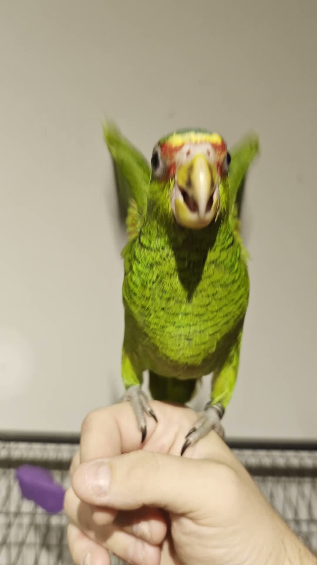 Parrots birds for sale: Baby White Fronted Amazon Parrot Hand Reared - Video 1