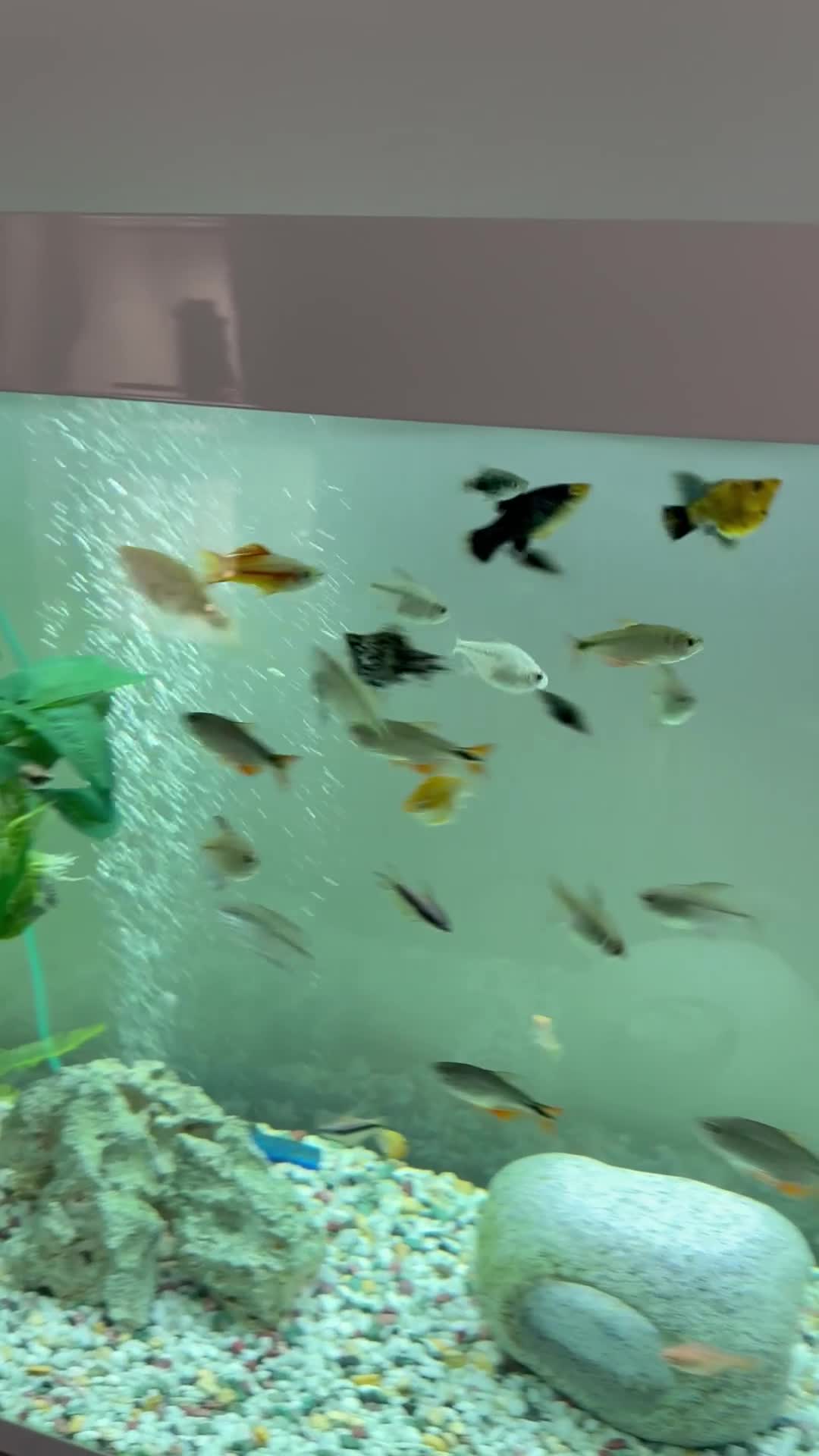 Other/Mixed Breed fish for sale: Mixed tropical fish  - Video 1