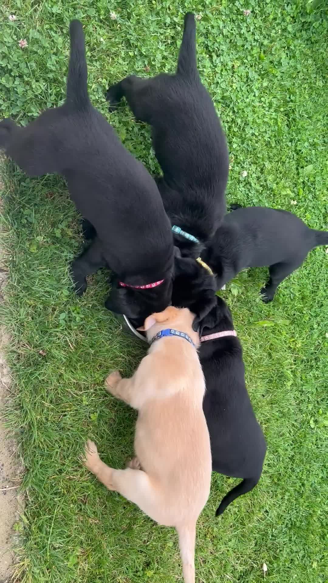 Goldador dogs for sale: Gorgeous Golden retriever/ labrador pups. - Video 2