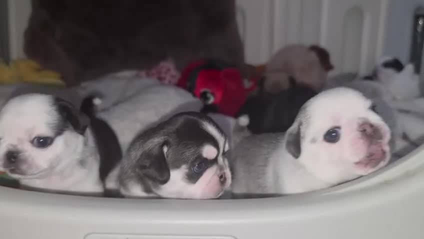Pug dogs for sale: Royal Blue Litter - Exclusive Showline  - Video 2