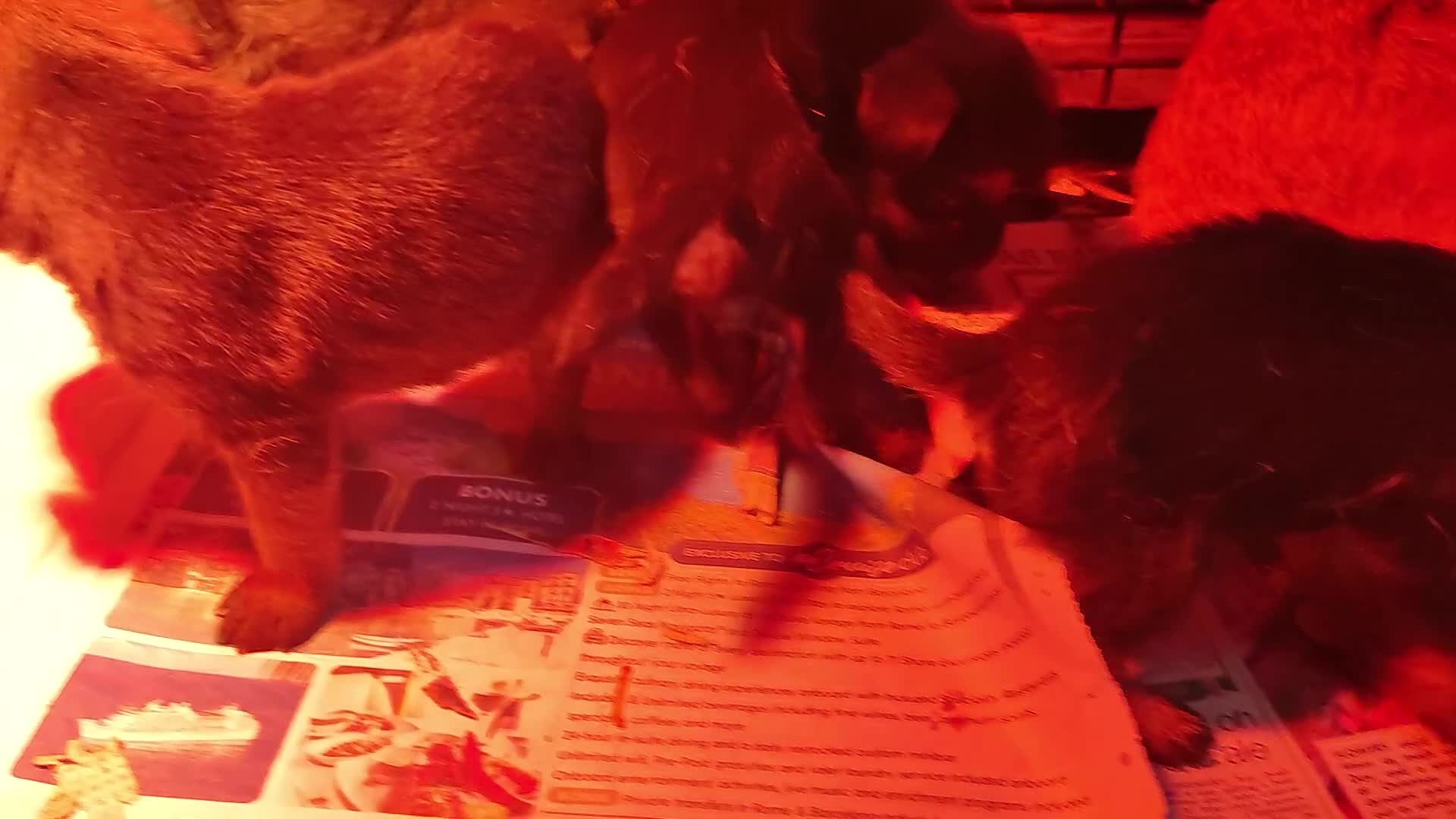 Border Terrier dogs for sale: Border terrier pups - Video 1