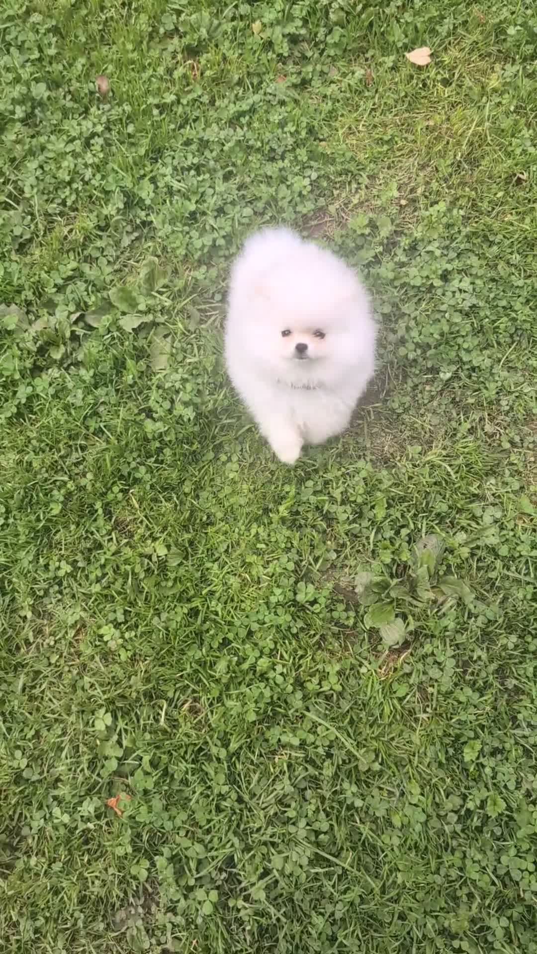 Pomeranian dogs for sale: ☁️OUTSTANDING QUALITY POM GIRL☁️ - Video 2