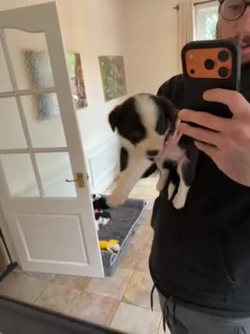 Border Collie dogs for sale: Pure Breed Boarder Collie Pups - Video 5