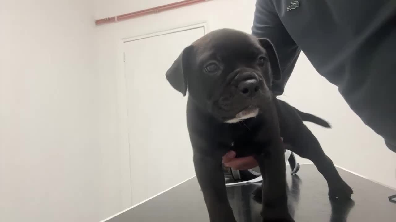 Olde English Bulldogge dogs for sale: absolutely stunning puppy - Video 1