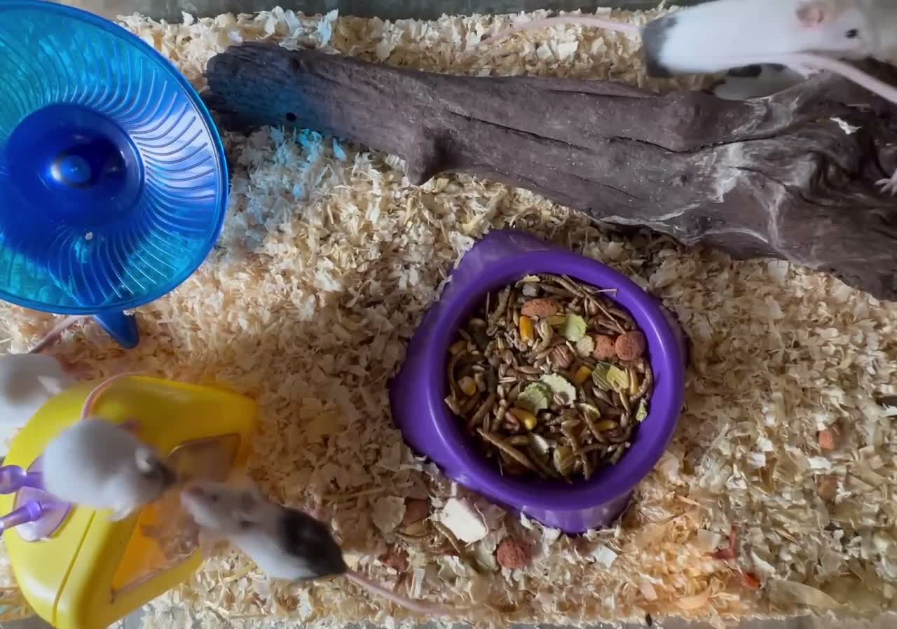 Mouse rodents for sale: Female Fancy Mice! 🐁 🐭  - Video 1