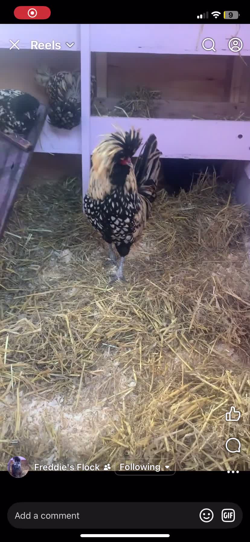 Hens poultry for sale: Usa silkies & Polish for sale  - Video 2