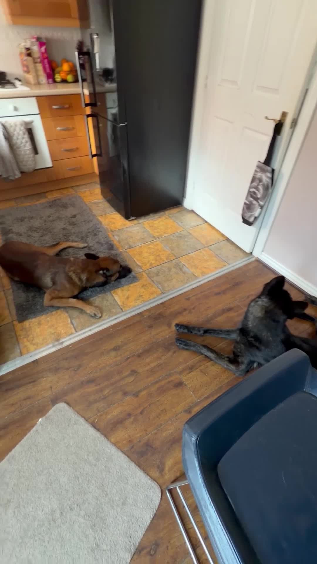 Mixed Breed dogs for sale: Dutch herder x German shepherd 3 years female  - Video 2