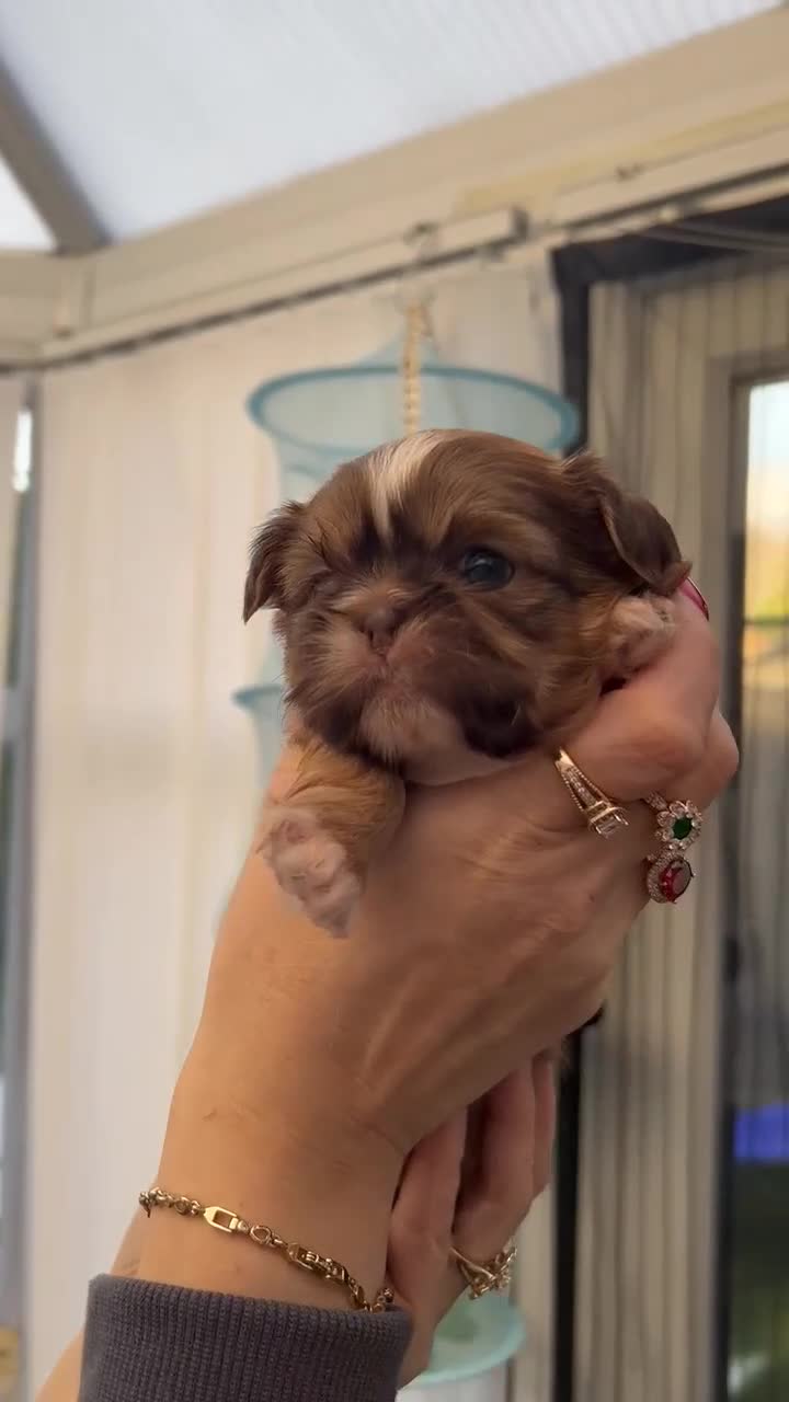 Shih Tzu dogs for stud: Patrick  - Video 1