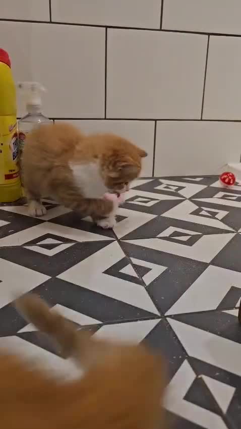 Mixed Breed cats for sale: 4 Adorable (3 Ginger) Kittens for Sale - Video 5