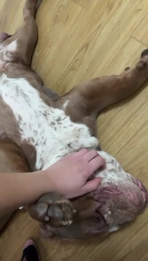 Olde English Bulldogge dogs for sale: Ollie - Looking for a loving home - Video 1