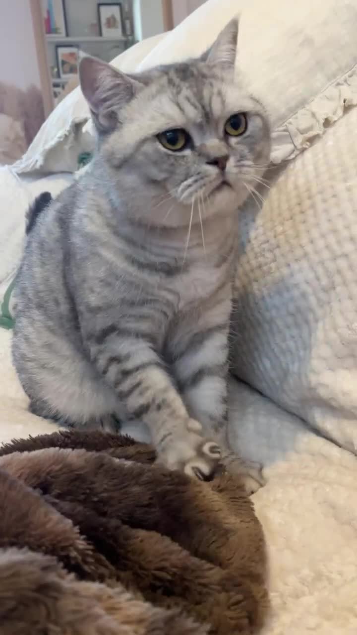 Scottish Fold cats for sale: Loving home wanted for 2 Scottish Fold boys - Video 2