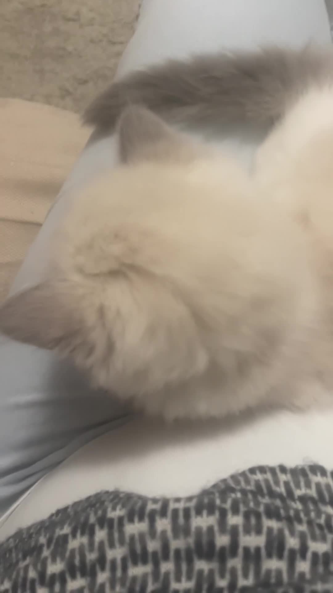 Ragdoll cats for sale: 🌟 Stunning TICA Ragdoll Kittens – Ready Now! - Video 2