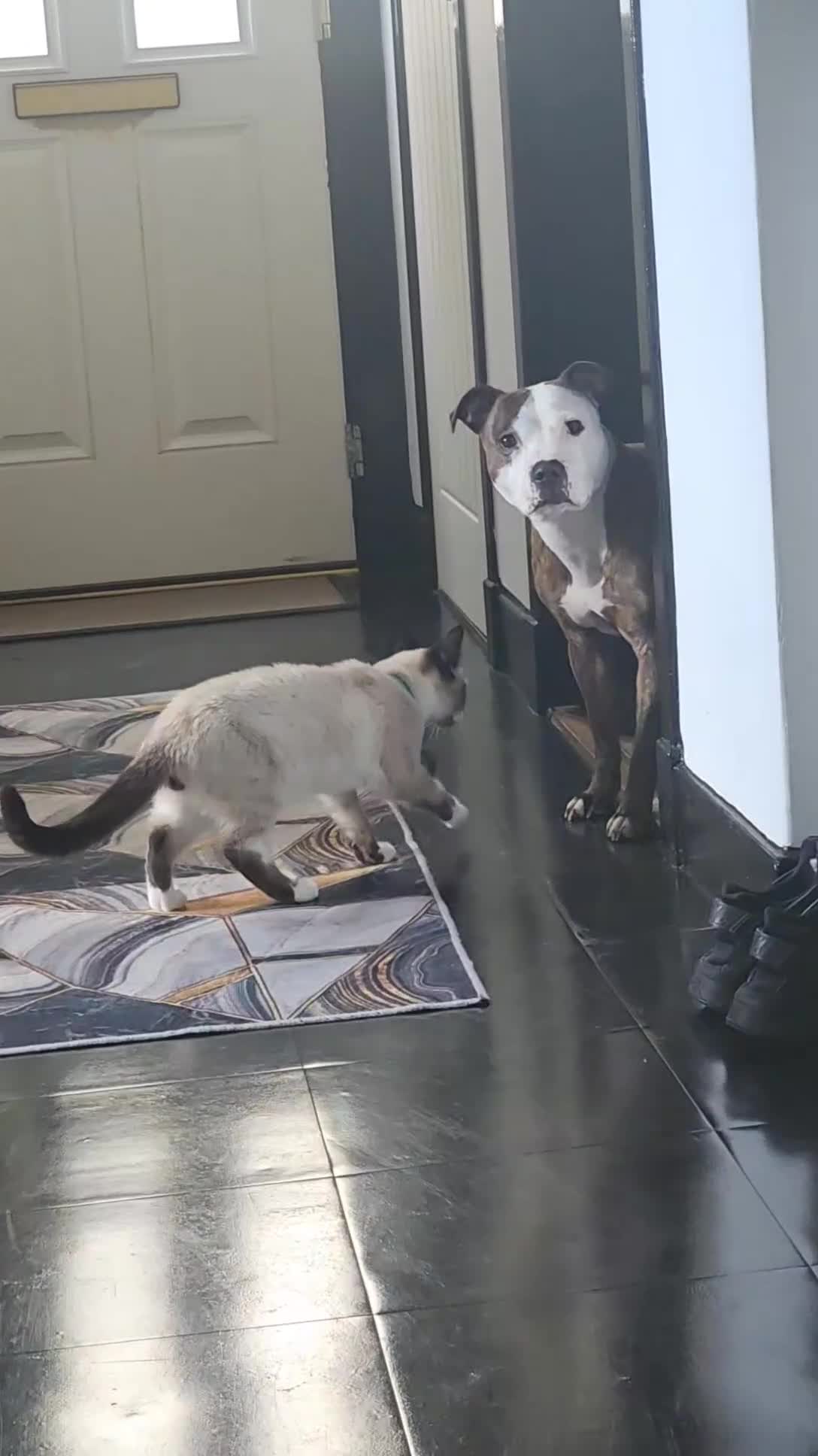 Mixed Breed cats for sale: Snowshoe Kitten Looking For His Forever Home - Video 2