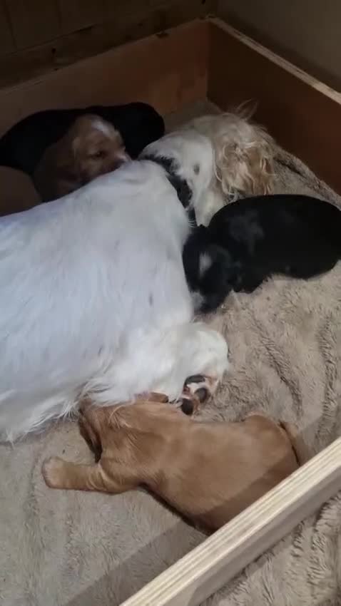 Cocker Spaniel dogs for sale: Gorgeous litter of cocker spaniels - Video 1