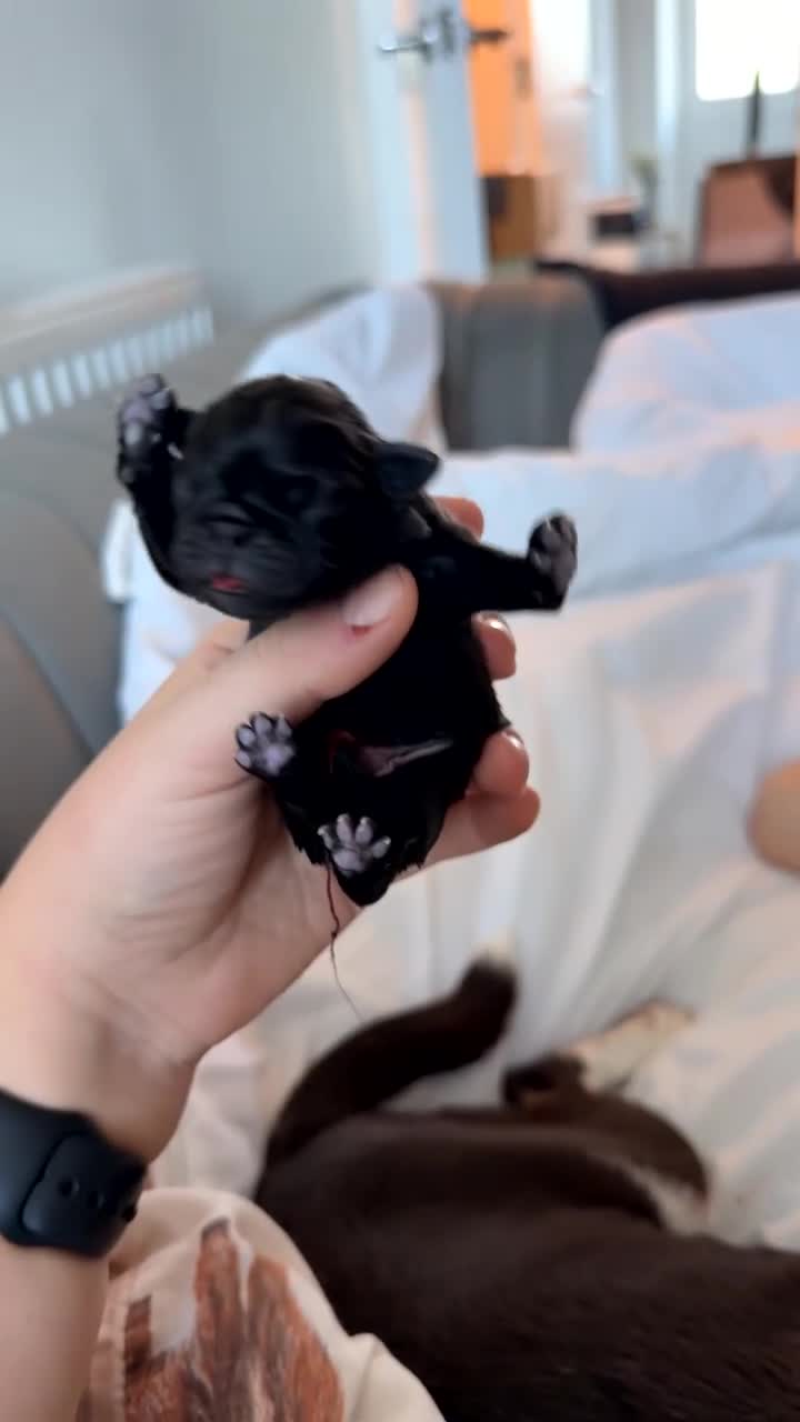 Pug dogs for sale: 🐾 Beautiful Pug Puppies 🐾 - Video 2