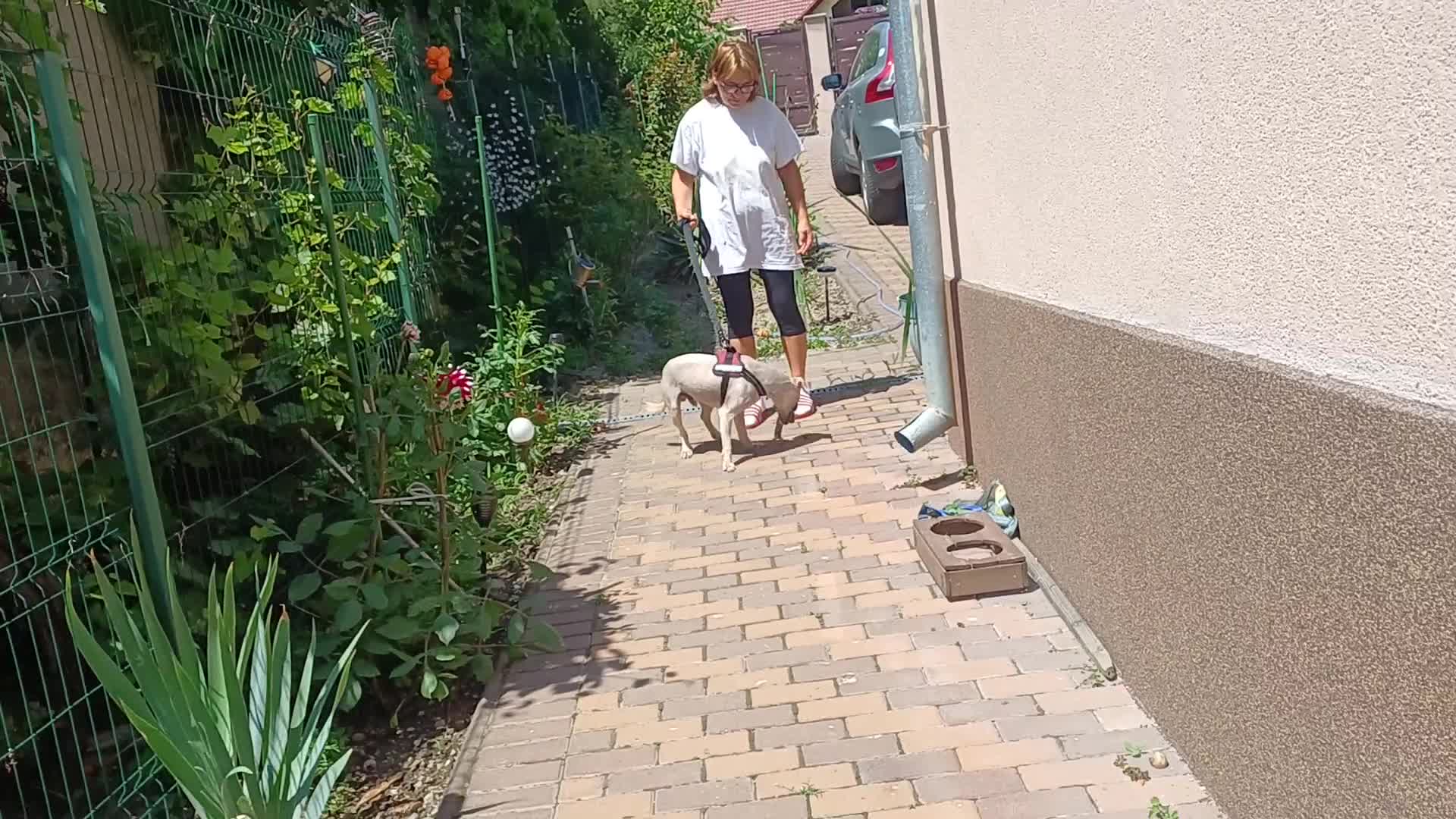 Cockapoo dogs for adoption: 🐾CRIS - Betrayed by the Person He Trusted… in Nottingham - Video 2