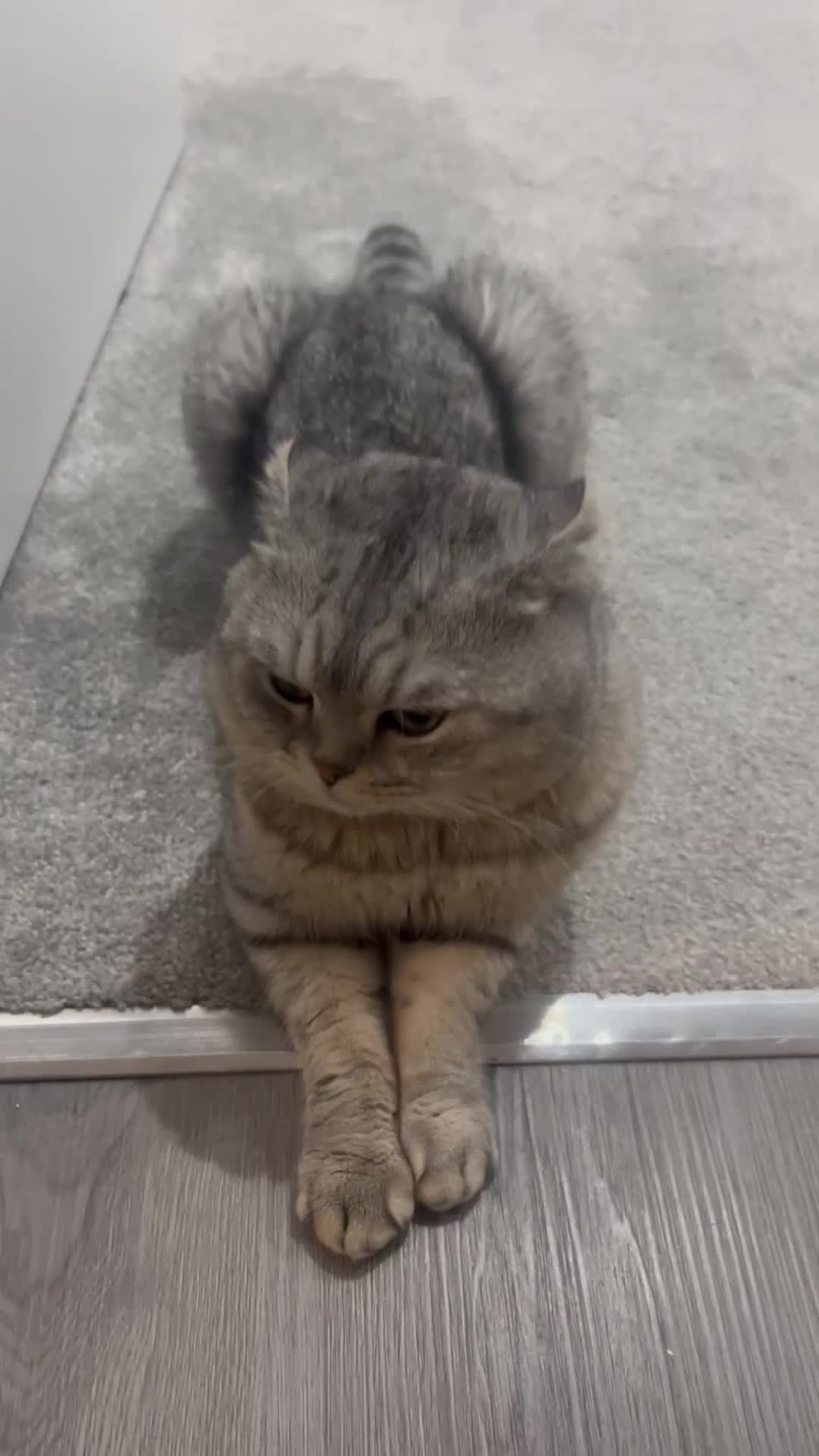 Scottish Fold cats for sale: Pablo Male Scottish Fold - Video 1