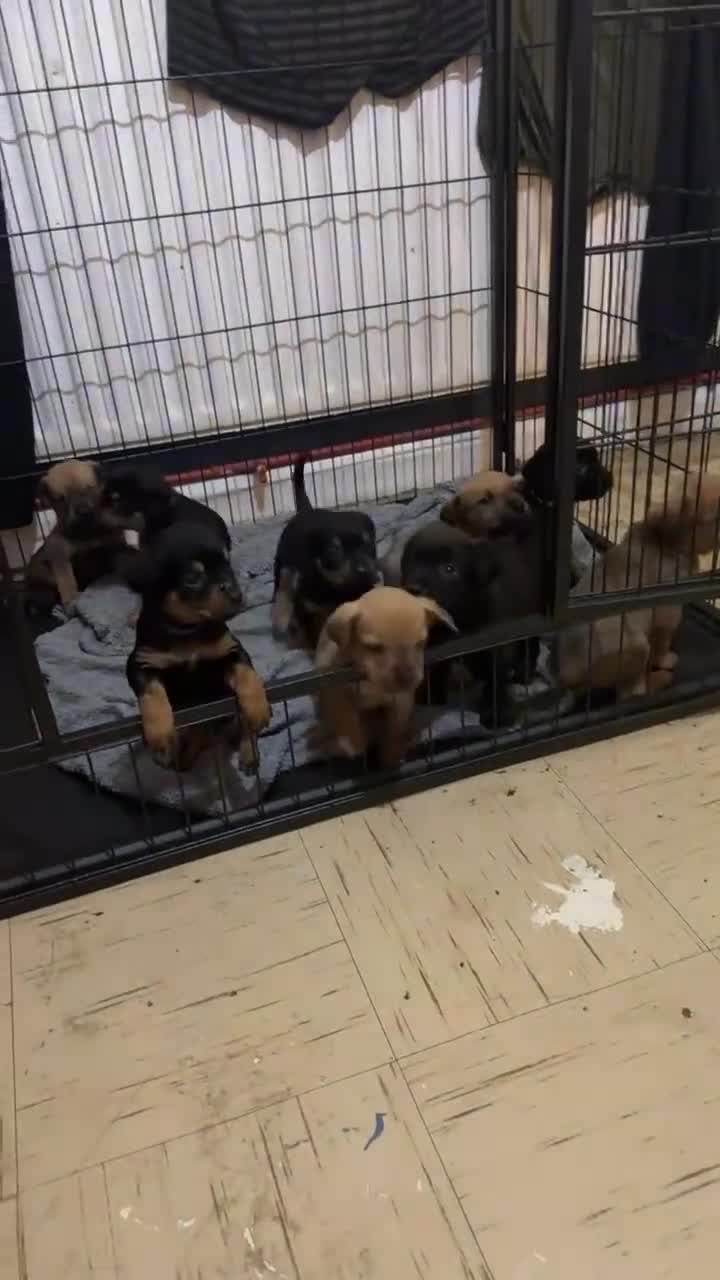 Mixed Breed dogs for sale: Cane corso cross rottweiler pups - Video 2