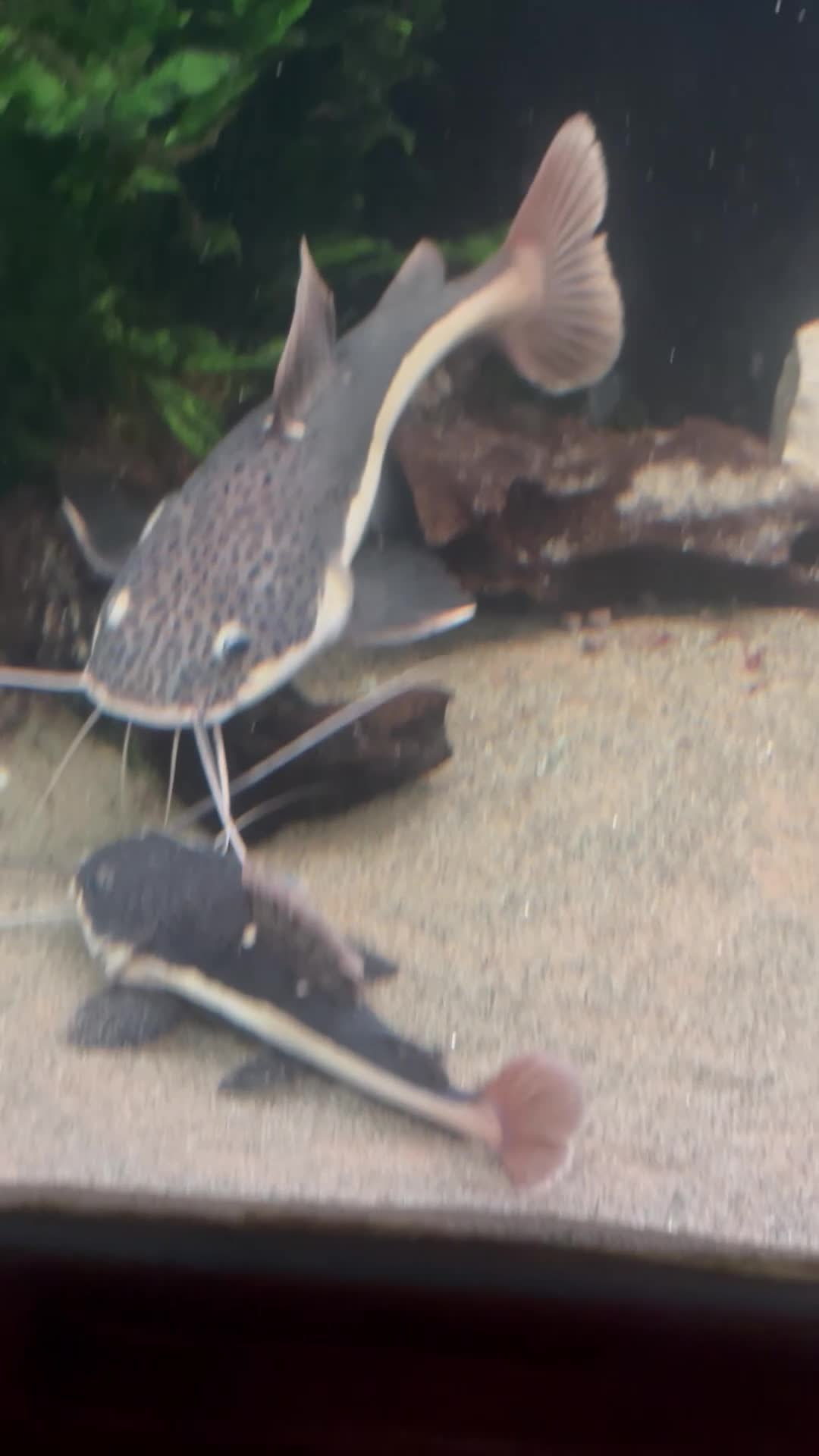Catfish fish for sale: Red tail catfish  - Video 1