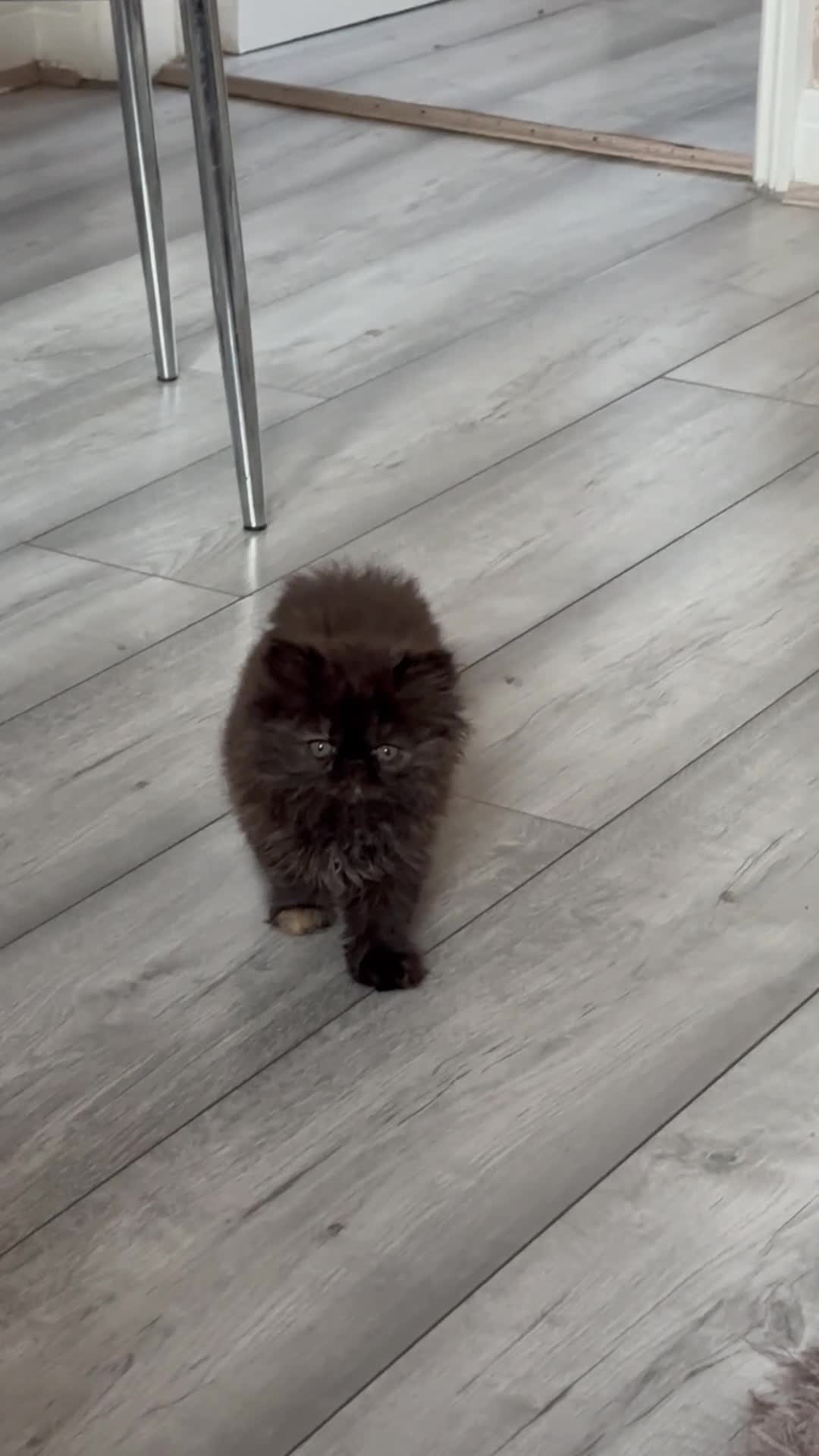 Persian cats for sale: Rare coloured Persian kitten ready to leave - Video 2