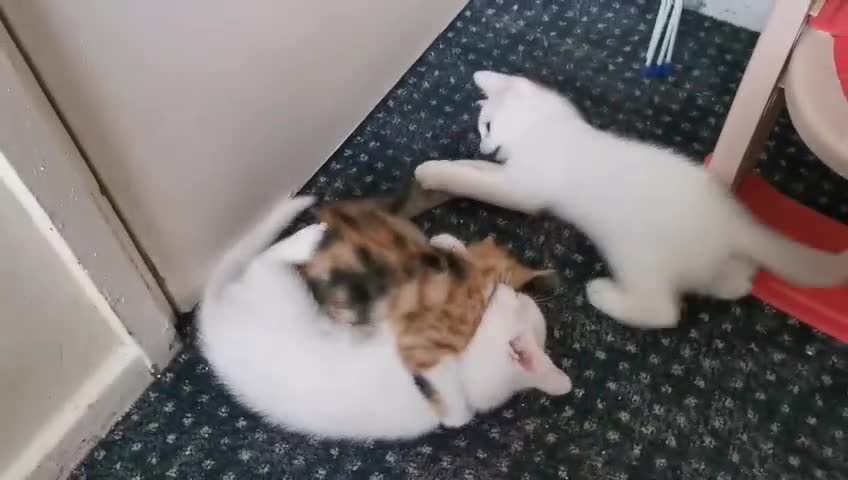 Mixed Breed cats for sale: Ready for new family  - Video 1