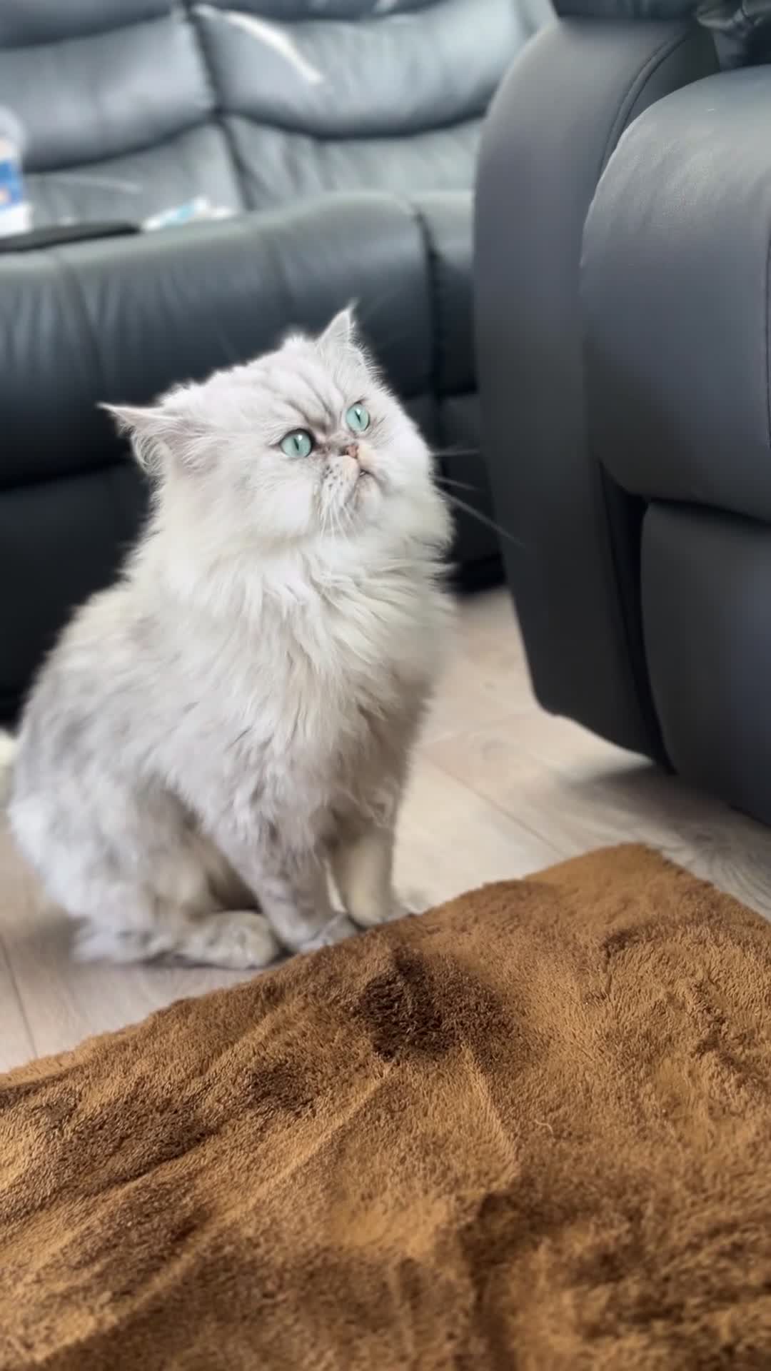 Persian cats for sale: Persian Male Cat - Video 4