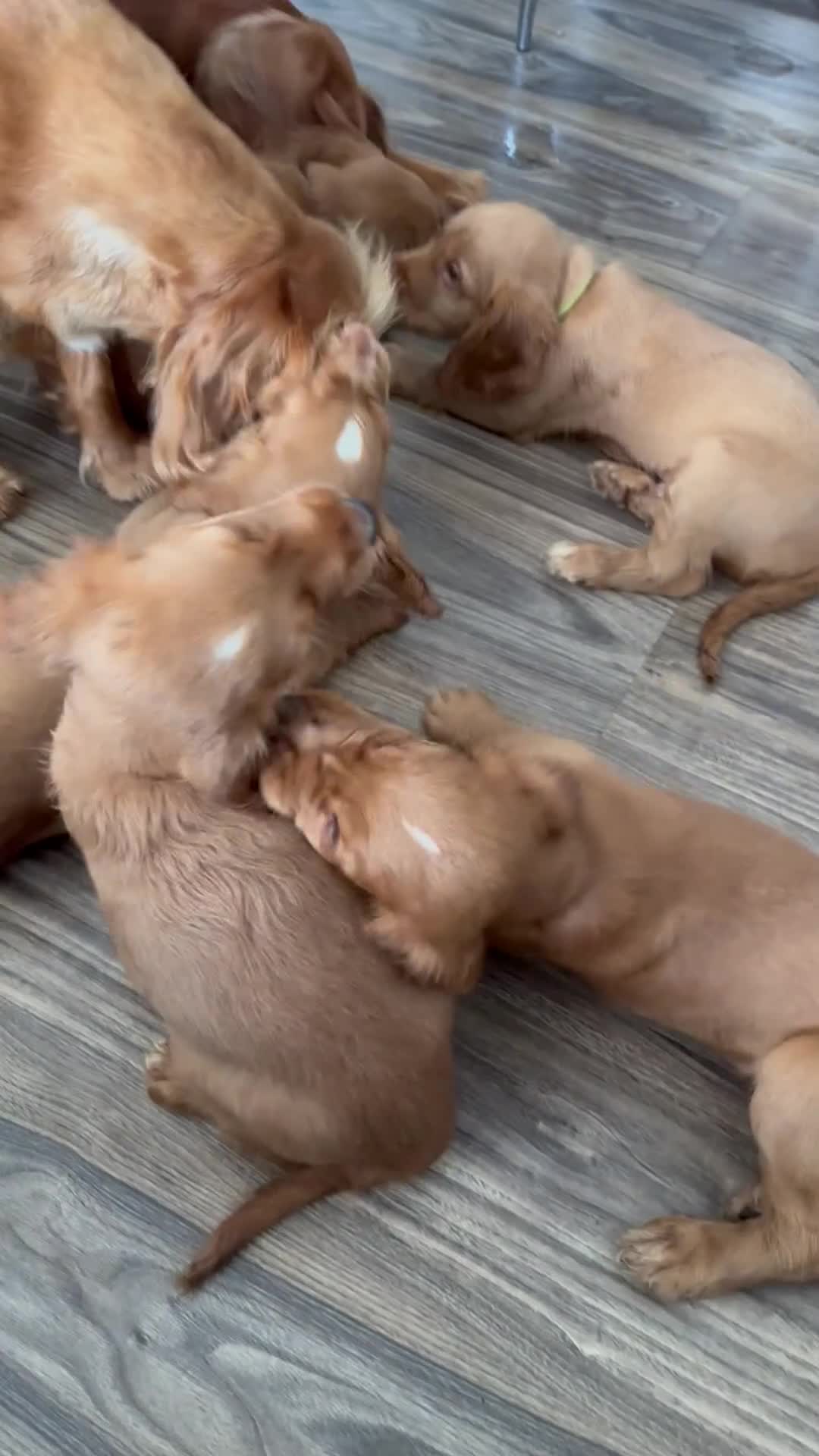 Cocker Spaniel dogs for sale: top class red cockers ready to leave now  - Video 3