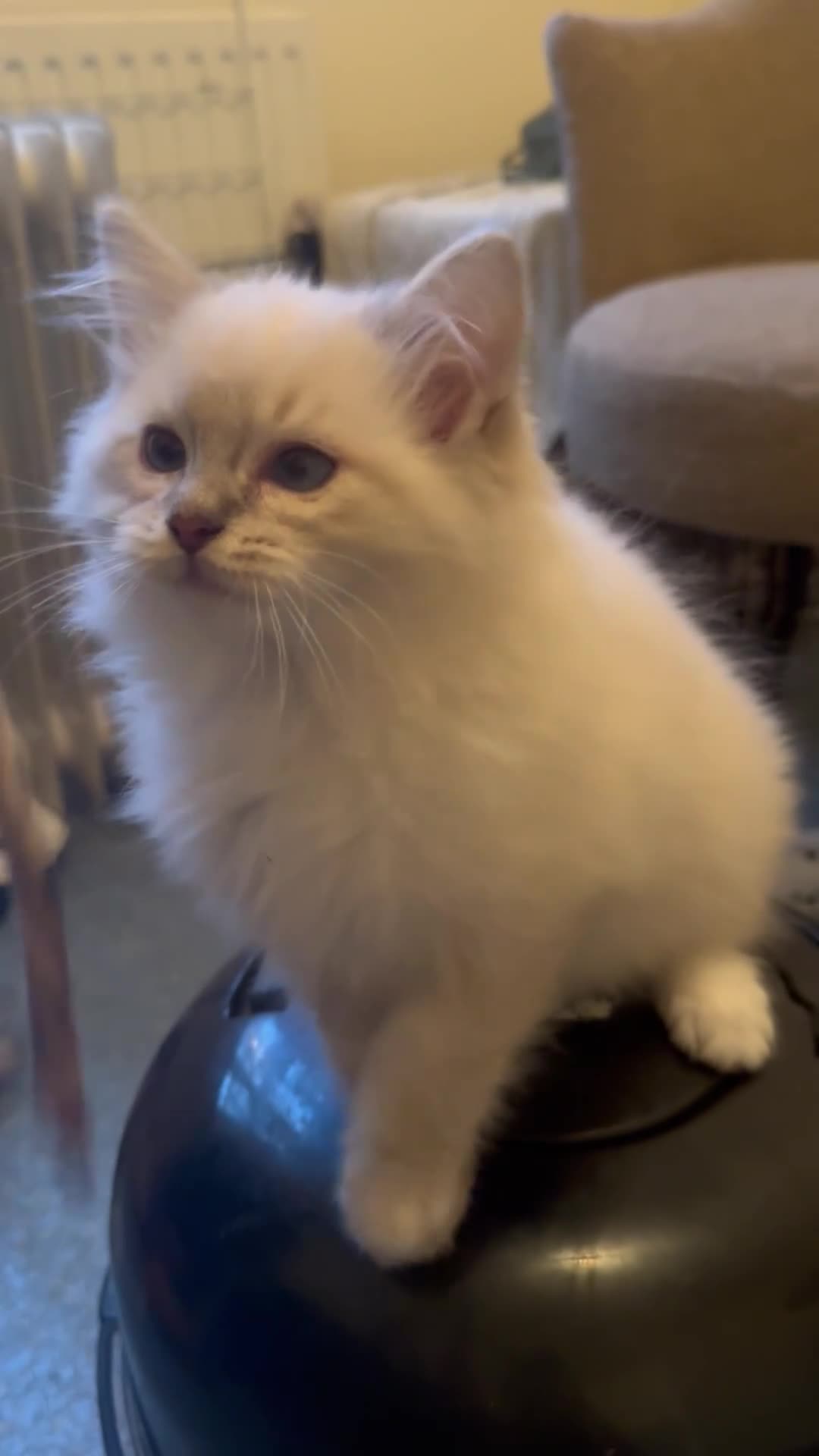 Ragdoll cats for sale: 🚨 Gorgeous, pedigree Ragdoll Puffballs! 🚨  - Video 1