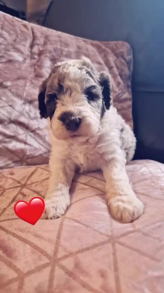 Miniature Poodle dogs for sale: Parti/abstract/merle - Video 3