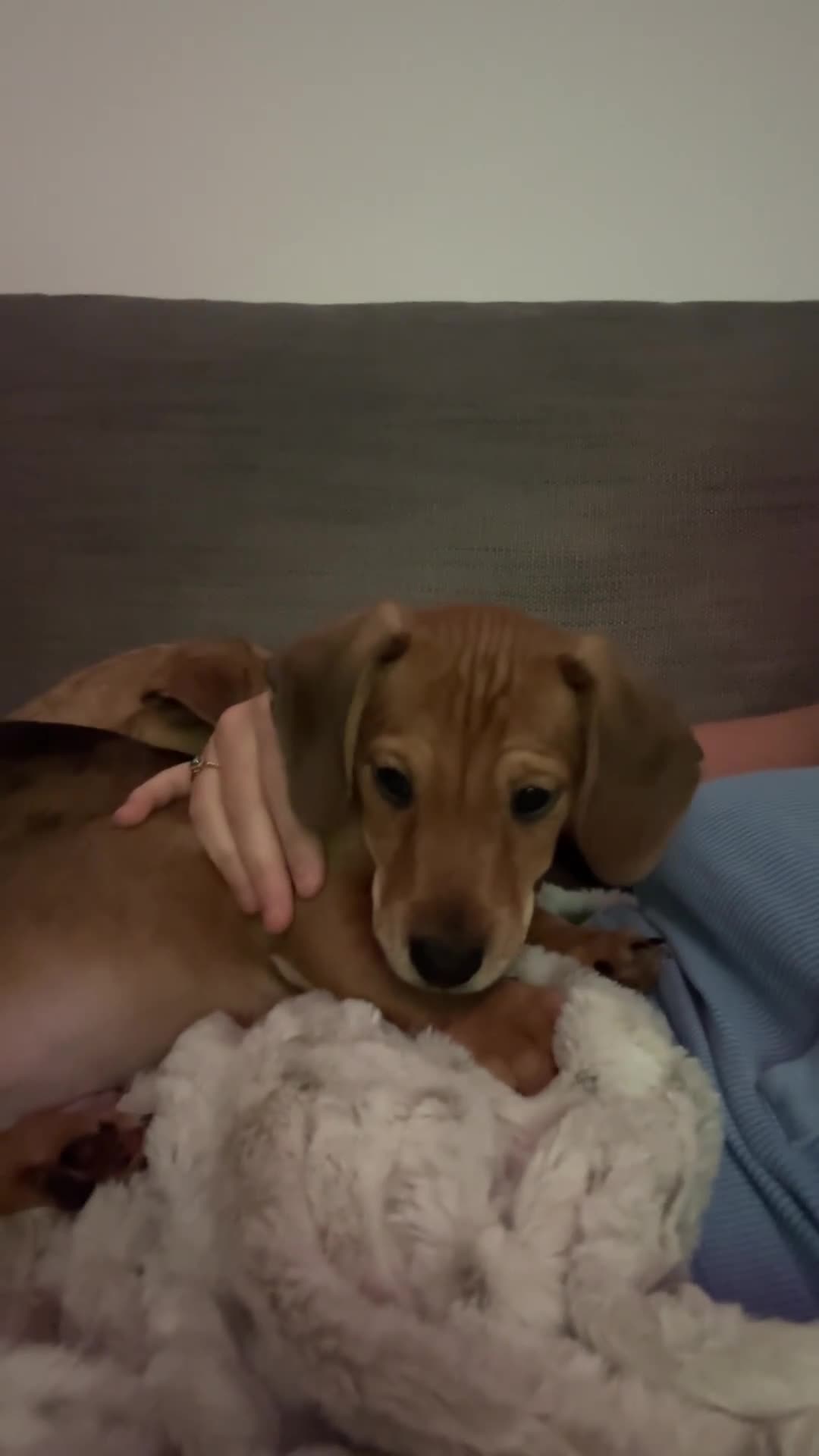 Mixed Breed dogs for sale: Hugo, chocolate and cream  - Video 1