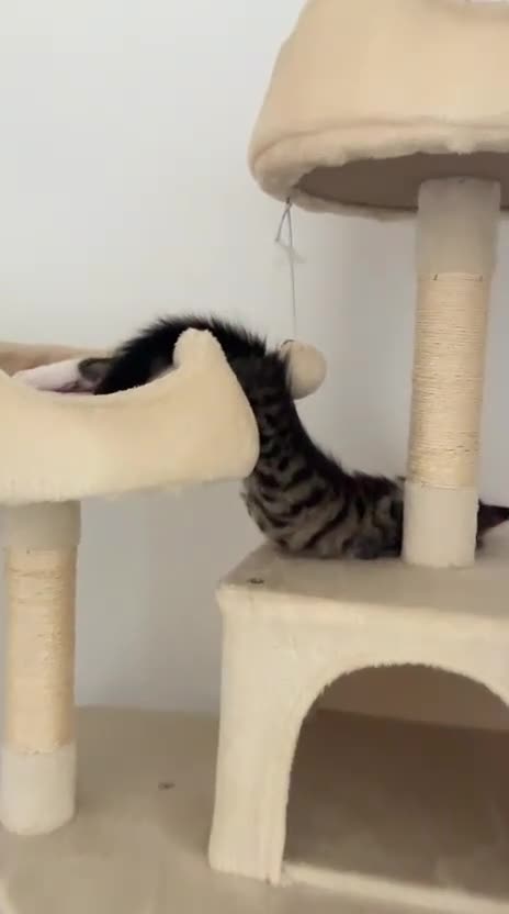 Mixed Breed cats for sale: Kittens available - Video 1