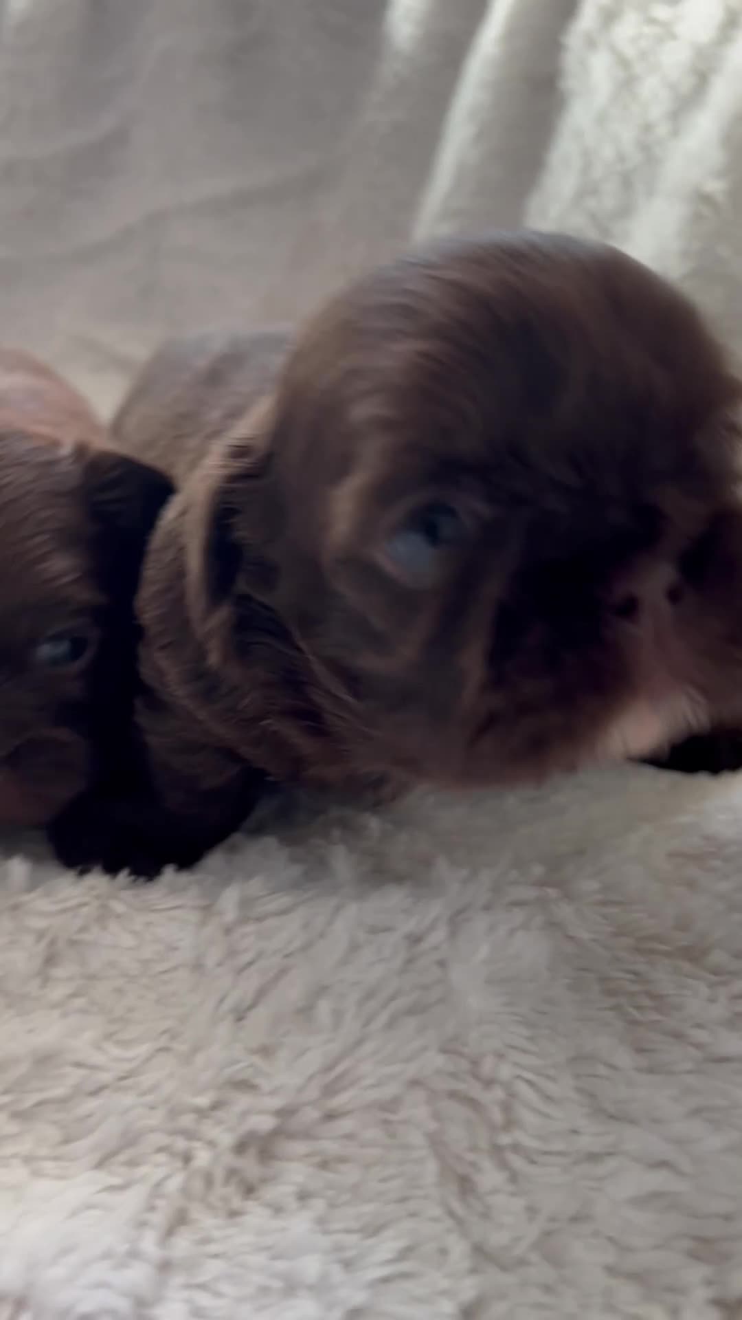 Shih Tzu dogs for sale: kC Imperial Shih tzu Ready now only 1 girl left  - Video 1