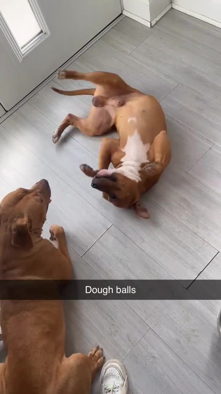 Mixed Breed dogs for sale: Bully staffy pups  - Video 4