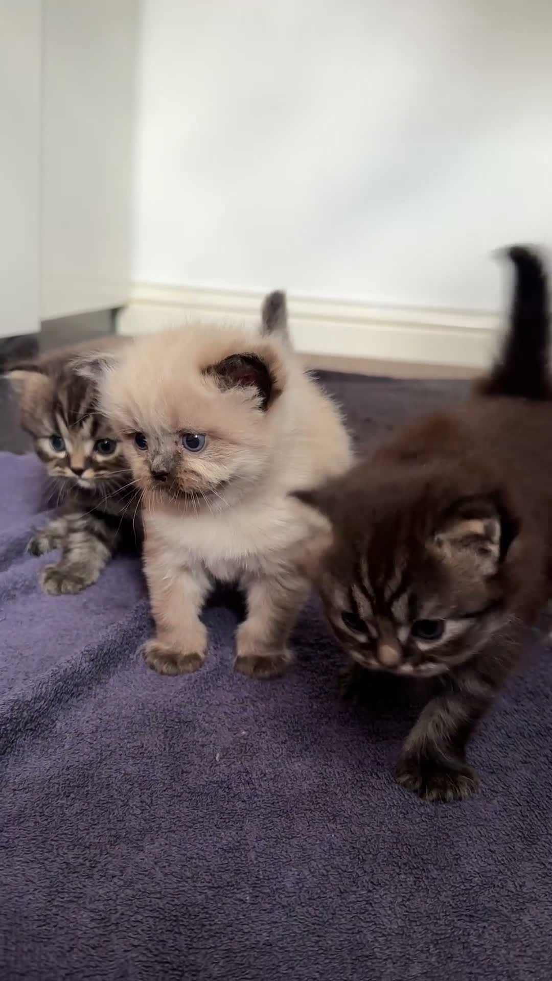 Persian cats for sale: Adorable Persian Kittens – 2 Boys & 1 Girl - Video 1
