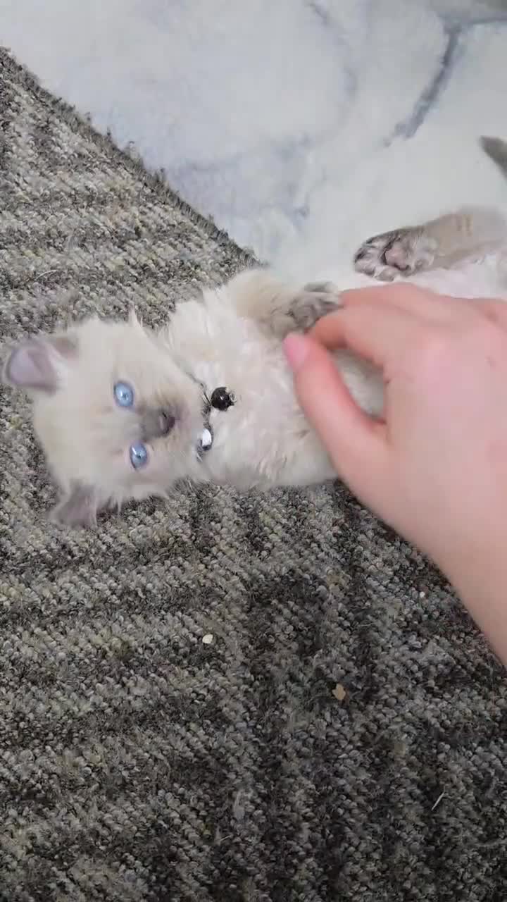 American Curl cats for sale: RARE, Unique, Affectionate American Curl Kittens!  - Video 2