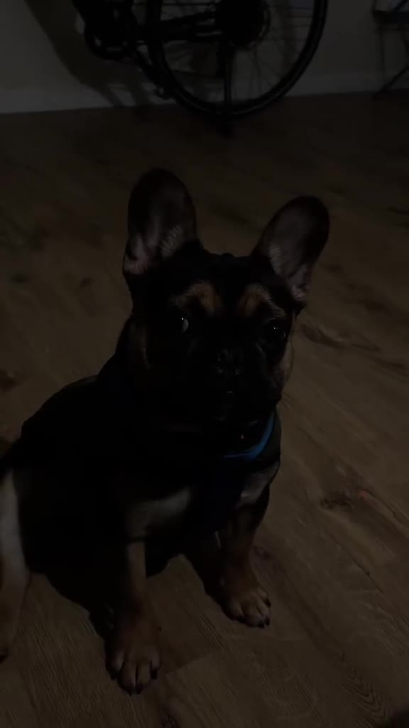 French Bulldog dogs for stud: French Bulldog STUD in Barry - Video 1