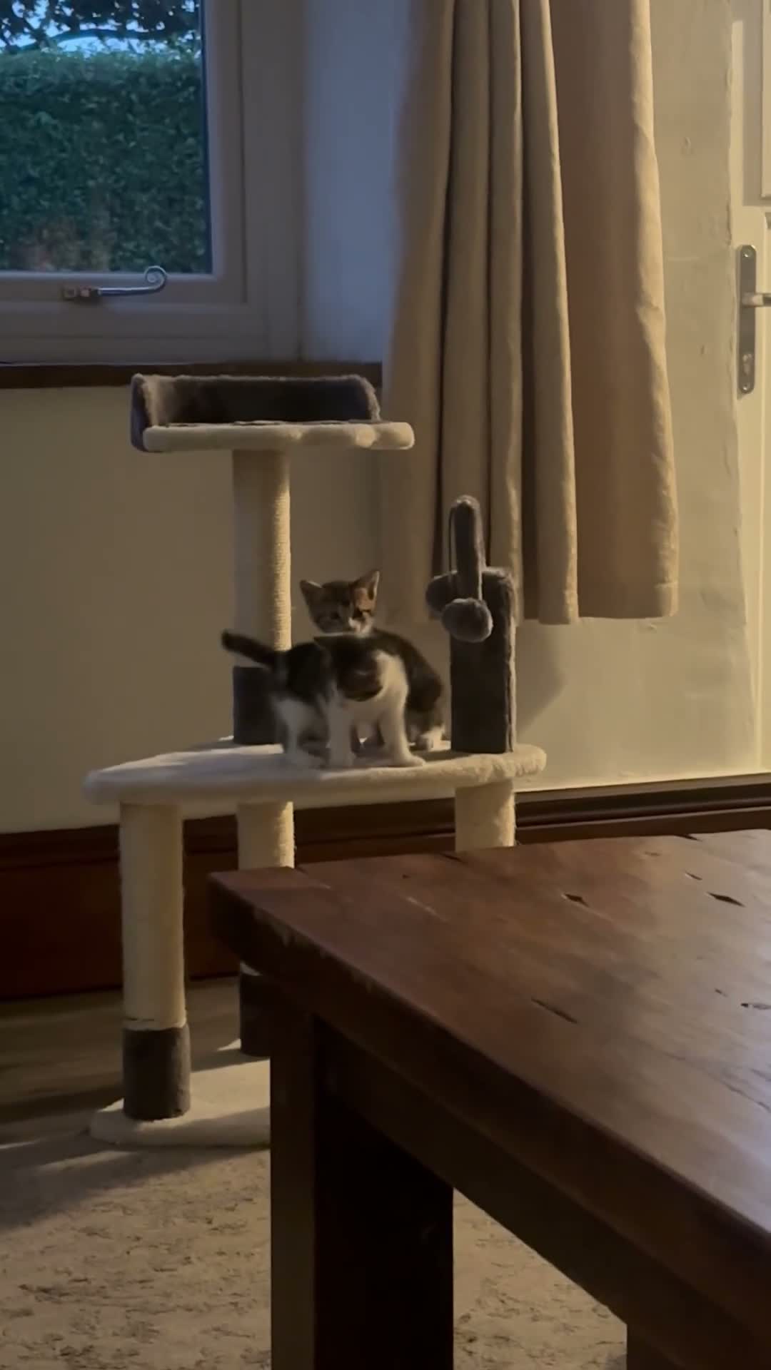 Mixed Breed cats for sale: Tabby and white kittens for sale  - Video 1