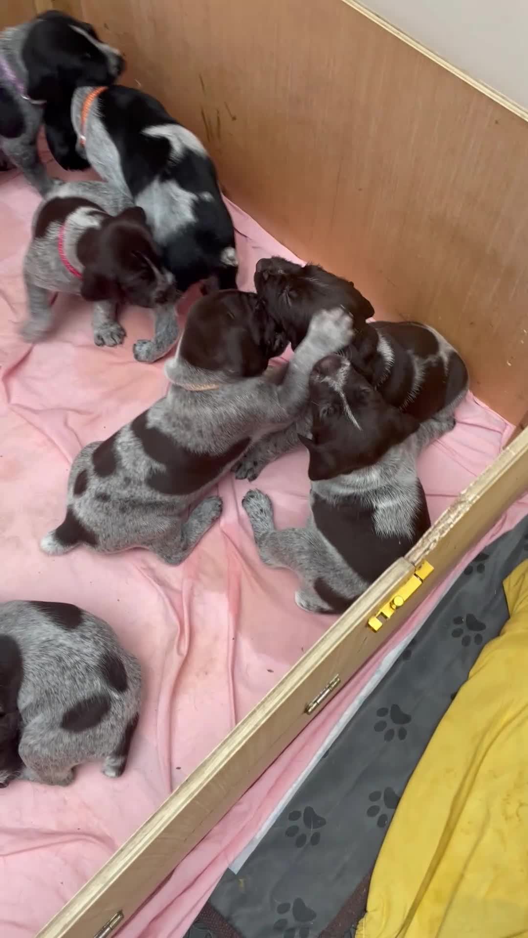 German Wirehaired Pointer dogs for sale: KC REG VINCROCSON a Lovely litter of GWP pups  - Video 3