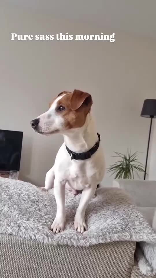 Jack Russell dogs for stud: **stunning** pure Jack Russell terrier  in Cheltenham - Video 1