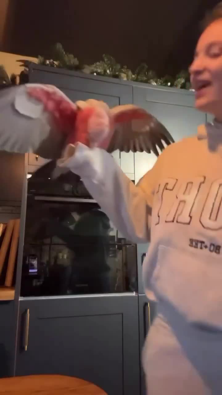 Cockatoo birds for sale: Pink galah cockatoo  in Matlock - Video 2